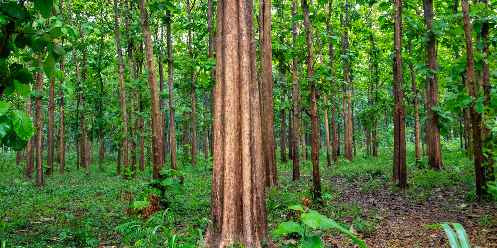 Forest Treedom Unopiù