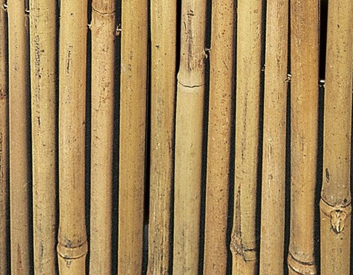 Bamboo