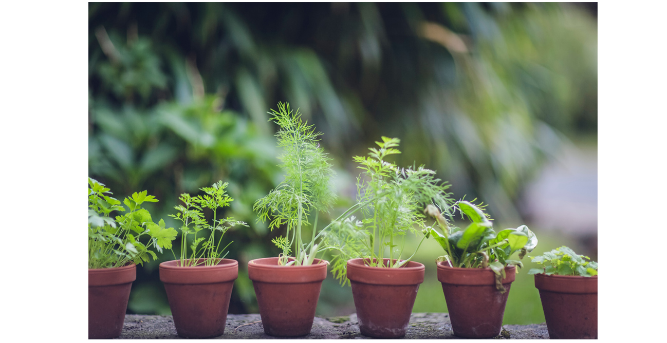 Home garden