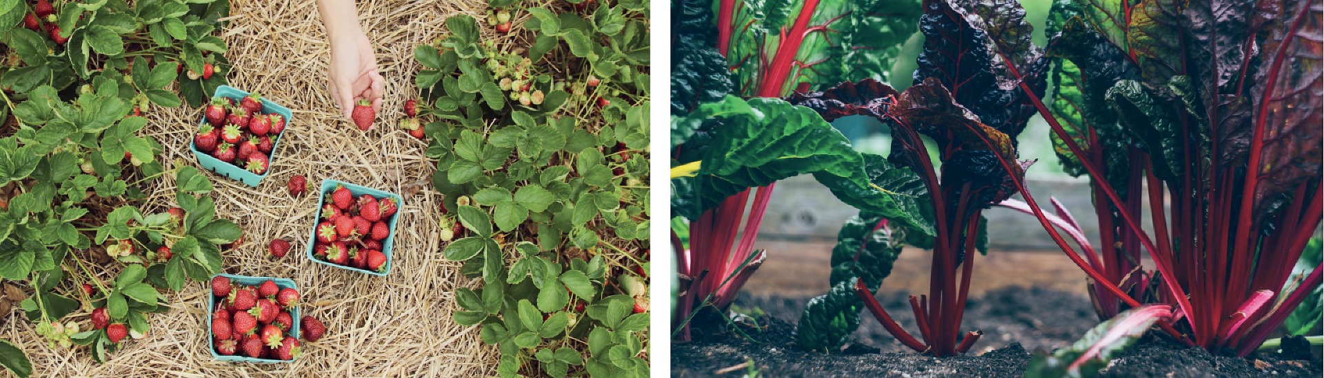 Home garden