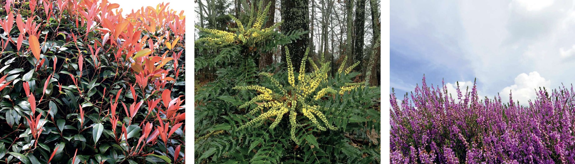 Plants that give your garden a new look 